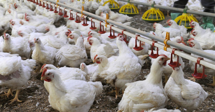 Quali sono le regole per l’allevamento dei polli e come essere certi che siano rispettate?
