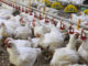 Quali sono le regole per l’allevamento dei polli e come essere certi che siano rispettate?