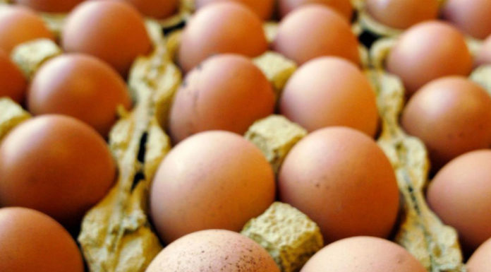 Salmonella, ministero della Salute richiama molti lotti di uova fresche.