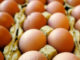 Salmonella, ministero della Salute richiama molti lotti di uova fresche.